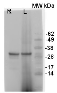 V-ATPase | Epsilon subunit of tonoplast H+ATPase (goat antibody) in the group Antibodies Plant/Algal / Membrane Transport System / Vacuolar membrane at Agrisera AB (Antibodies for research) (AS09 577)